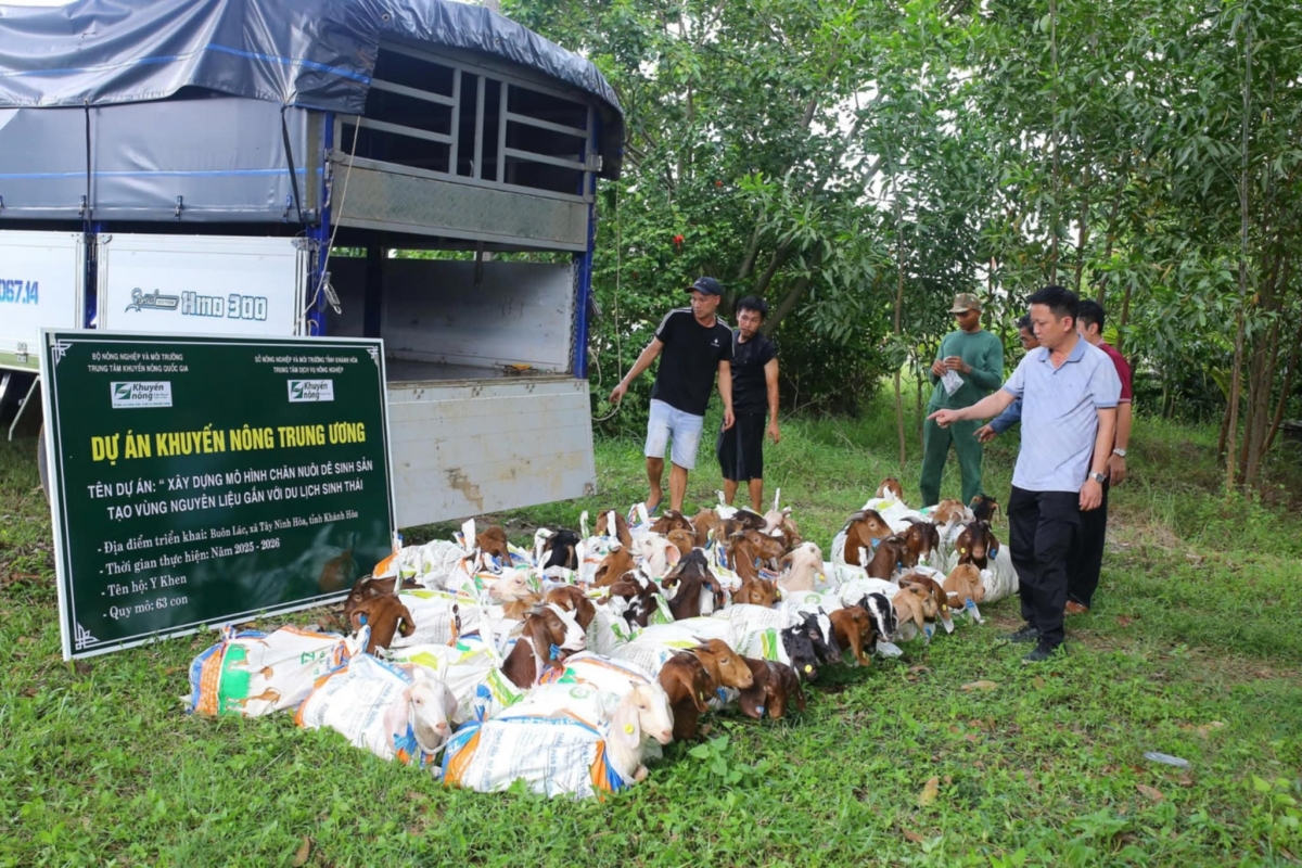Miền núi Khánh Hoà phát triển chăn nuôi thích ứng rủi ro khí hậu